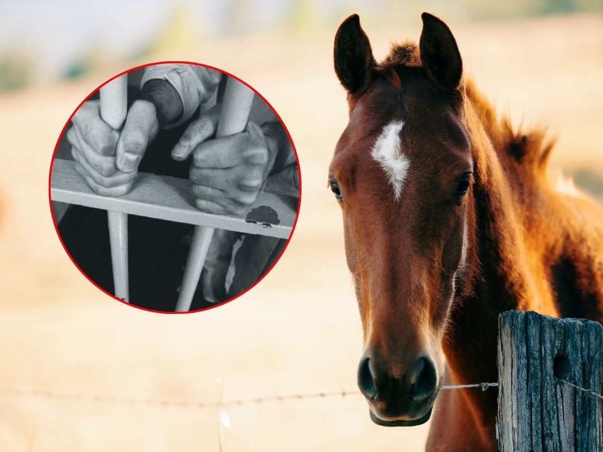 cavallo e immagine di uomo in carcere